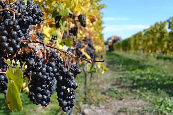 Lyttelton Shore Excursion - City Highlights & Waipara Wine Tour - FAQs