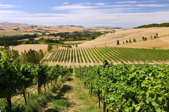 Lyttelton Shore Excursion: Waipara Valley Wine Tour with Lunch - Exploring Boutique Wineries and the Terroir