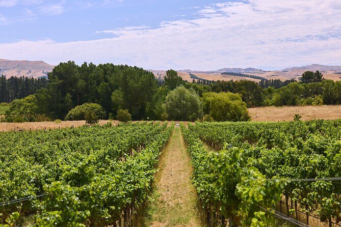 Lyttelton Shore Excursion: Waipara Valley Wine Tour with Lunch - Who Will Enjoy This Tour?