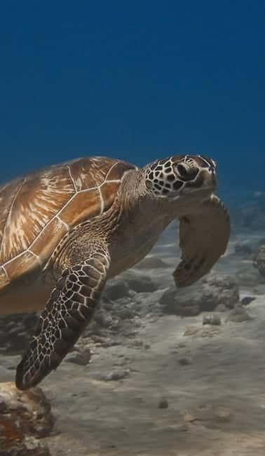 Maafushi: Discover Scuba Diving Class, First Time Experience - FAQ: Your Practical Questions Answered