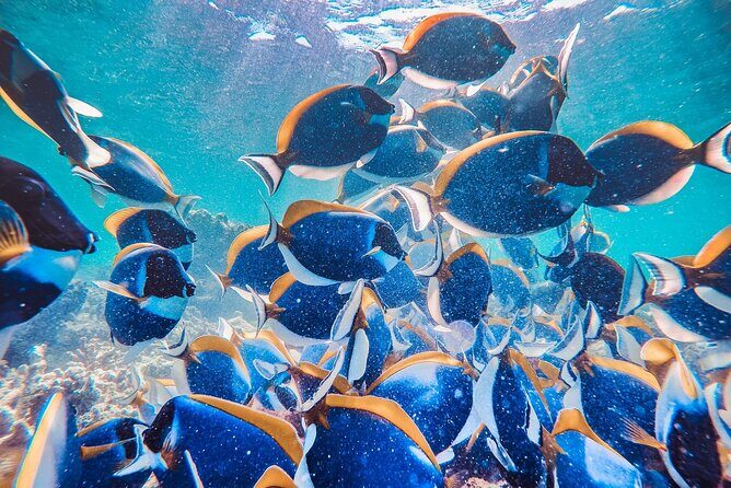 Maafushi: Full Day Snorkeling and Island Hopping Experience - Final Thoughts