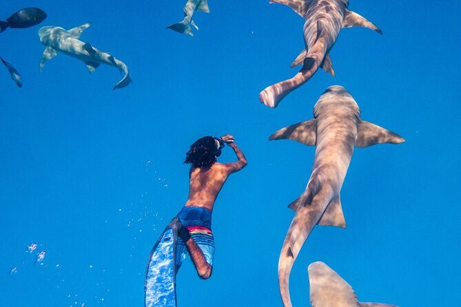 Maafushi: Ship wreck & Nurse shark snorkeling with Dolphin watching - Who Should Consider This Tour?