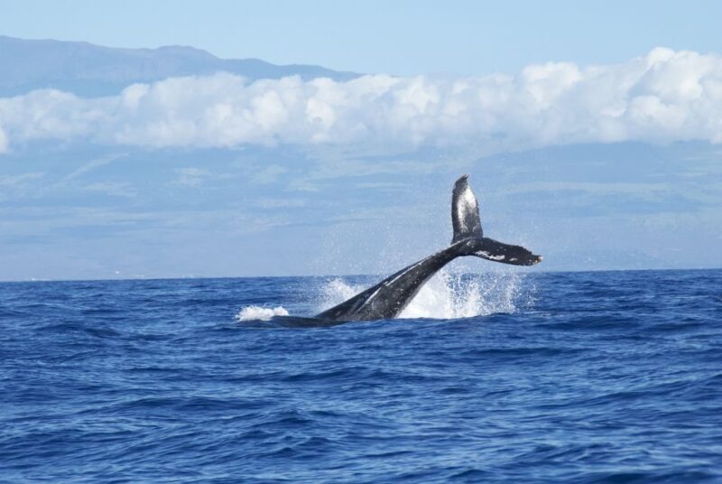 Maalaea: Small Group 2-Hour Whale Watch Experience - Final Thoughts: Is It Worth It?