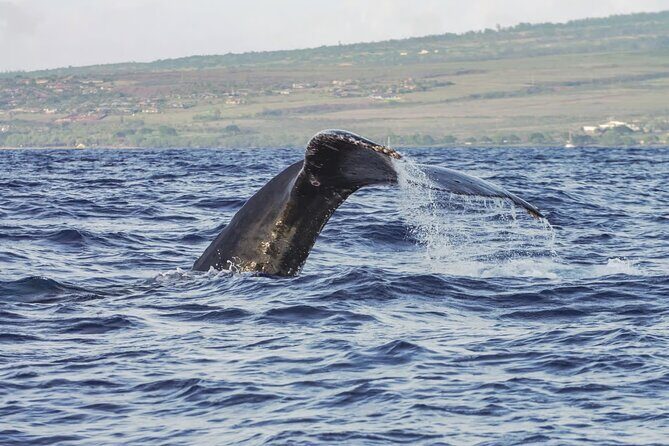 Maalaea Whale Watching Activity Visit - Who Will Love This Tour?