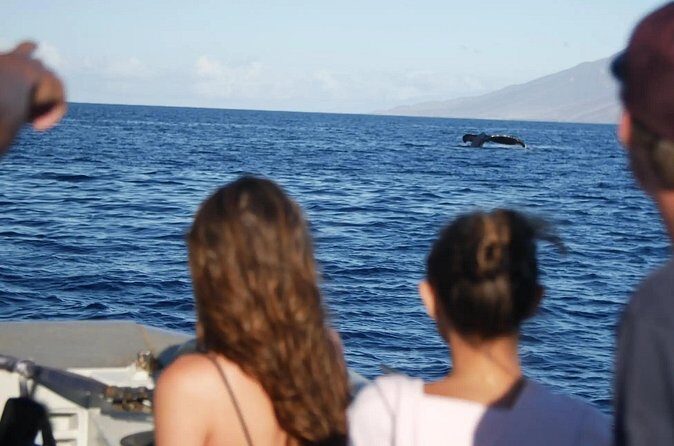 Maalaea Whale Watching Activity Visit - FAQ
