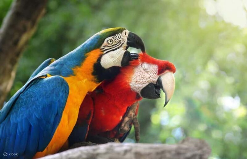 Macaw Clay Lick Tour | 3 Days - Key Points