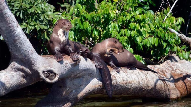 Macaw Clay Lick Tour | 3 Days - An In-Depth Look at the 3-Day Amazonian Adventure