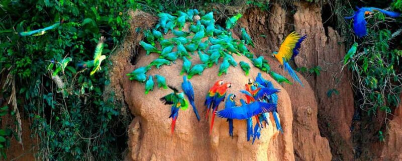 Macaw Clay Lick Tour | 3 Days - Final Thoughts: Is This Tour Right for You?