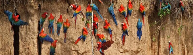 Macaw Clay Lick Tour | 3 Days - Macaw Clay Lick Tour | 3 Days in Peru: An Authentic Amazon Adventure