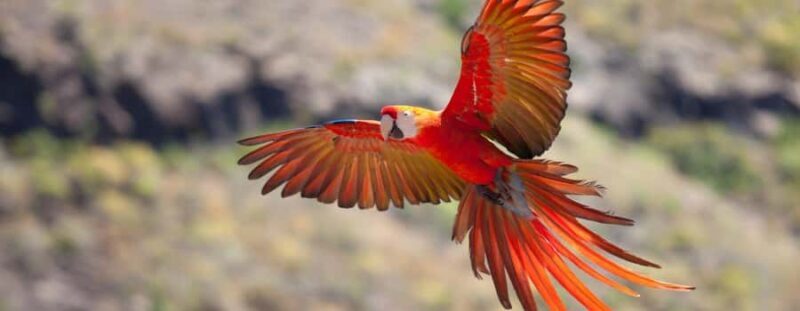 Macaw Clay Lick Tour | 3 Days - What’s Included and What’s Not