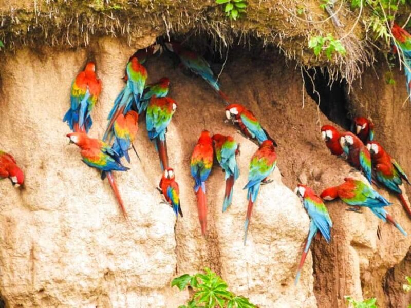 Macaw Clay Lick Tour | 3 Days - Authentic Wildlife Encounters and Expert Guides