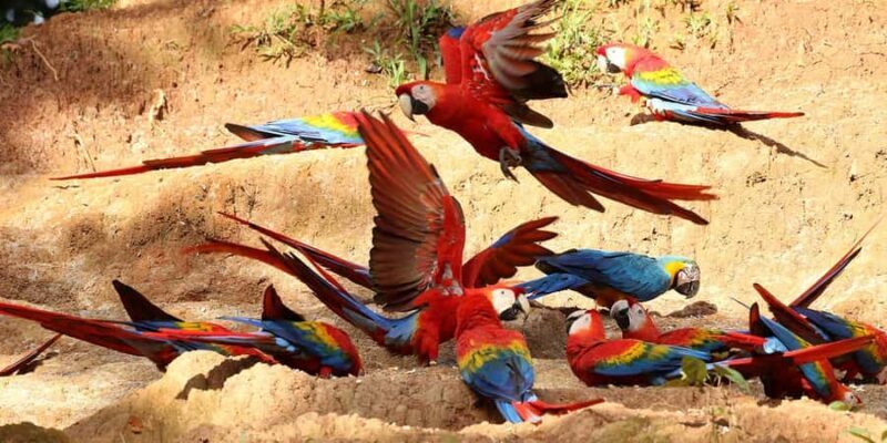 Macaw Clay Lick Tour | 3 Days - Final Thoughts: Who Will Enjoy This Tour?