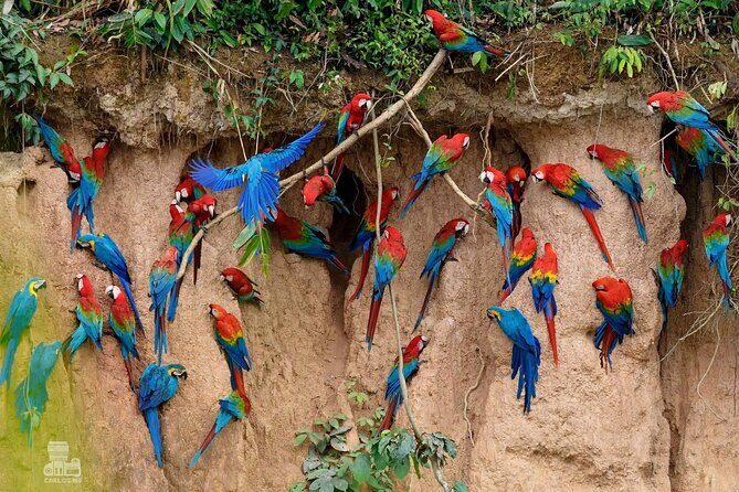 Macaw Collpa & Sandoval Lake 4 Days / 3 Nights - A Deep Dive into the Amazon Experience