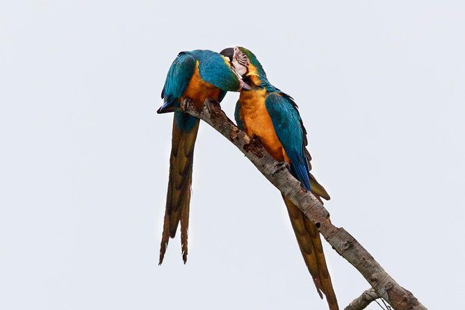 Macaw Collpa & Sandoval Lake 4 Days / 3 Nights - Practical Tips for Your Jungle Adventure