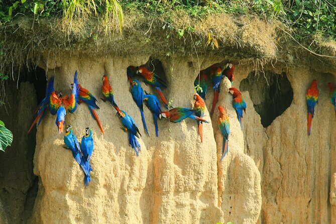 Macaw Collpa & Sandoval Lake 4 Days / 3 Nights - FAQ