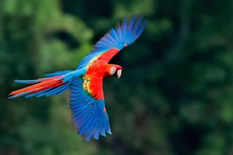MACAWS CHUNCHO EXCURSION (4 DAYS  3 NIGHTS) - Key Points