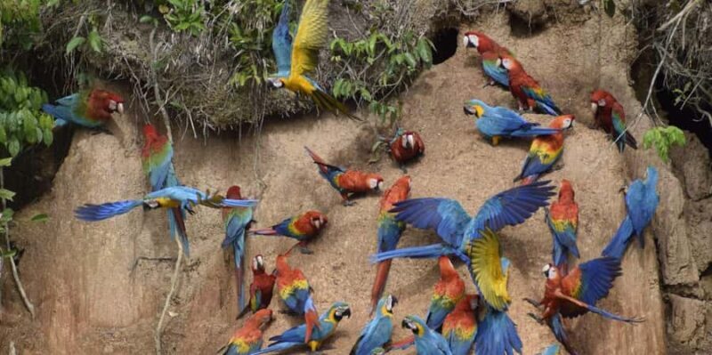 MACAWS CHUNCHO EXCURSION 4D/3N - Key Points