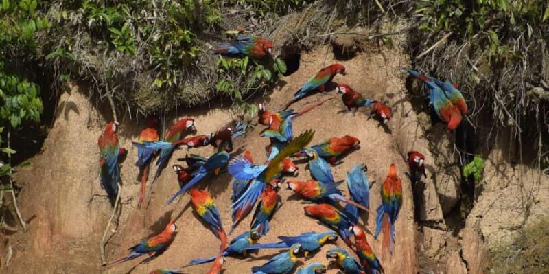 MACAWS CHUNCHO EXCURSION 4D/3N - Why This Tour Offers Great Value