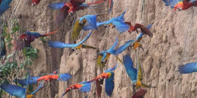 MACAWS CHUNCHO EXCURSION 4D/3N - Who Should Book This Tour?