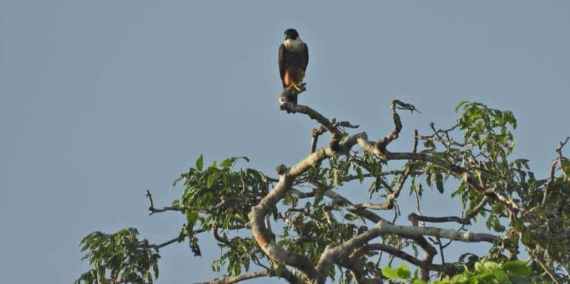 MACAWS CHUNCHO EXCURSION 4D/3N - MACAWS CHUNCHO EXCURSION 4D/3N: An Authentic Amazon Adventure from Cusco