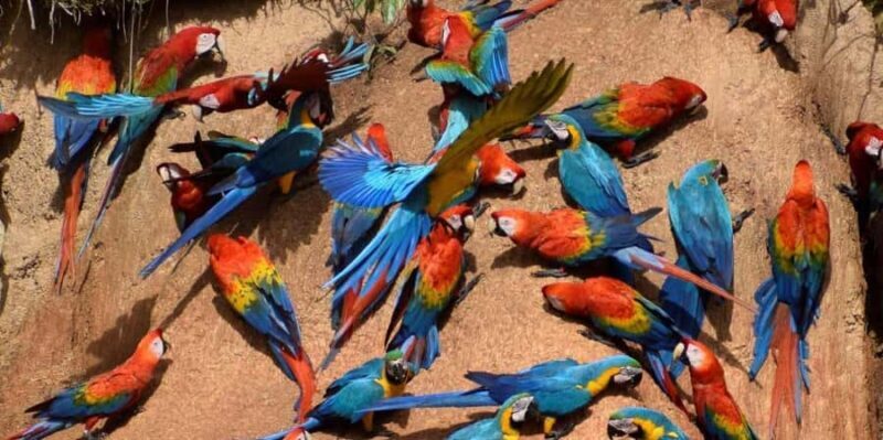 MACAWS CHUNCHO EXCURSION 4D/3N - Final Thoughts