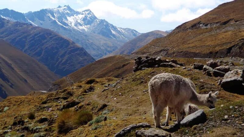Machu Picchu 2 Days / 1 Night (By Bus) - Day 2: Sunrise at Machu Picchu and Return to Cusco