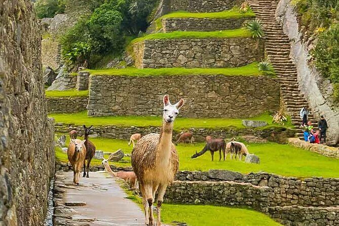 Machu Picchu Day Trip from Ollantaytambo and Urubamba - Who Is This Tour Best For?