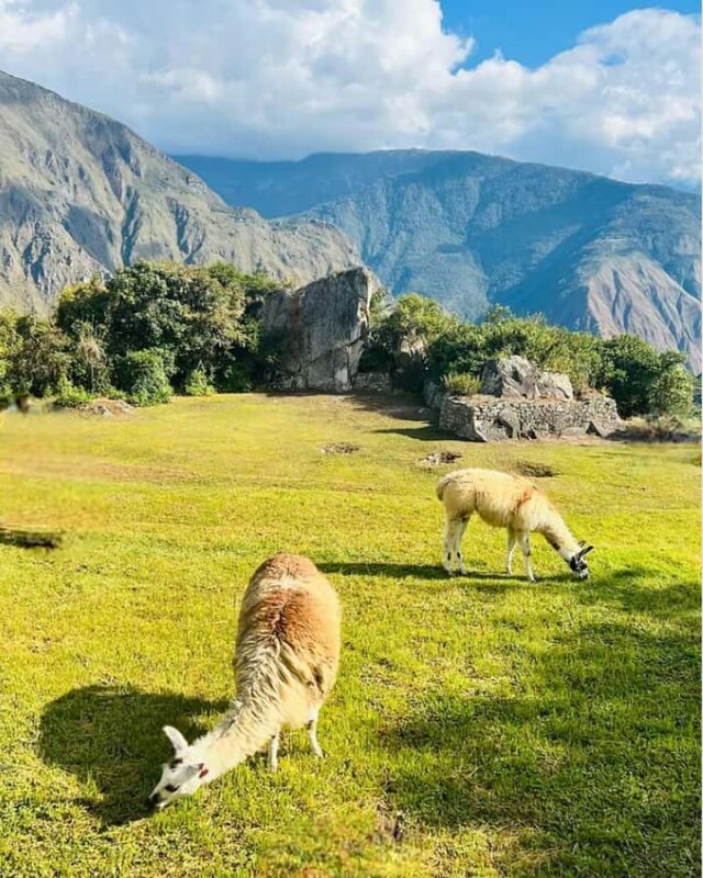 Machu Picchu: Entrance Ticket and Bus Transfer from Aguas Ca - Practical Tips for Your Visit