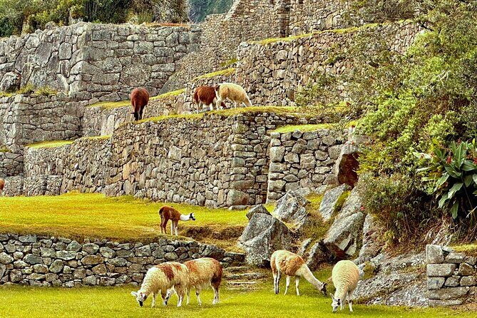 Machu Picchu Full Day from Cusco - Frequently Asked Questions