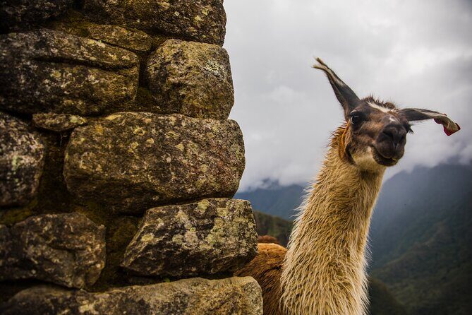 Machu Picchu Full-Day Private Tour by Train from Cusco - The Itinerary in Detail: What You Can Expect