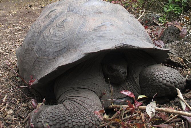 Machu Picchu & Galapagos Islands Tour- 10 Days - Why This Tour Provides Strong Value