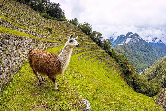 Machu Picchu Tour 01 Day, Departure at 08:00 AM from Cusco - Key Points