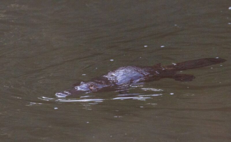 Mackay: Finch Hatton Gorge Hike, Swim & Platypus Adventure - Who Will Appreciate This Tour?