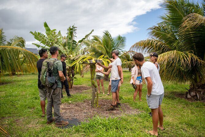 Macnut Tour, Picnic lunch and Maui Bees - The Experience in Detail: A Closer Look
