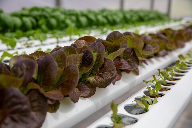 Macnut Tour, Picnic lunch and Maui Bees - Why Travelers Rave About It