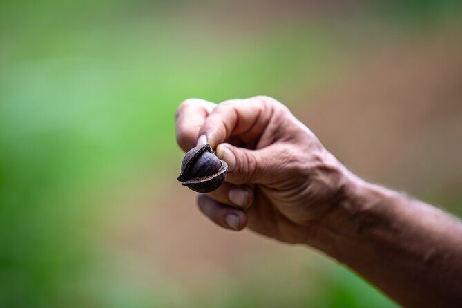 Macnut Tour, Picnic lunch and Maui Bees - The Sum Up: The Right Choice for Authentic and Eco-Friendly Maui Experiences