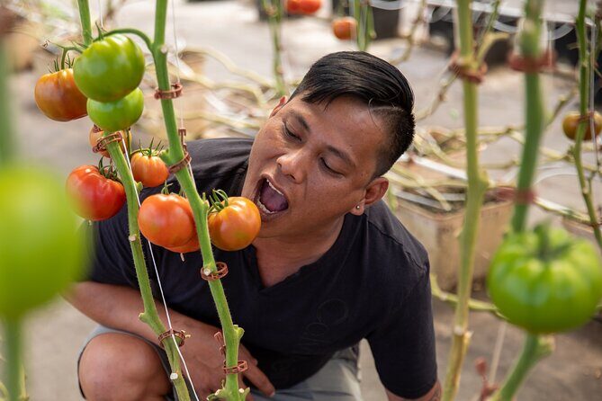 Macnut Tour, Picnic lunch and Maui Bees - Frequently Asked Questions