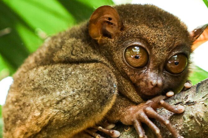 Mactan Sunset Cruise Ultimate Yacht Experience - What Makes This Tour Stand Out?