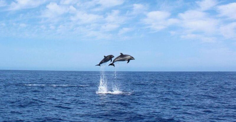 Madeira: 2.5-Hour Whale and Dolphin-Watching Cruise - A Deep Dive into the Madeira Marine Experience