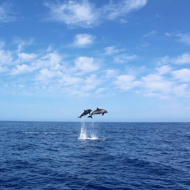 Madeira: 2.5-Hour Whale and Dolphin-Watching Cruise - FAQs