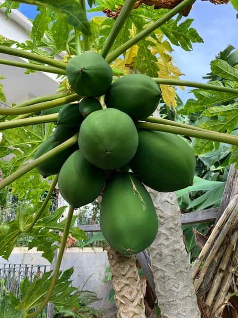 Madeira: Banana Plantation Guided Tour with Tasting - Pricing and Value
