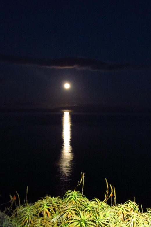 Madeira: Barn Owl Watching - Madeira: Barn Owl Watching — An Evening of Birdlife and Nature