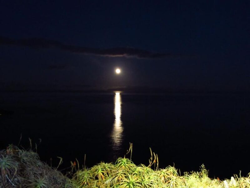Madeira: Barn Owl Watching - The Sum Up