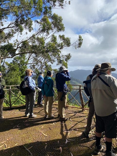 Madeira: Birdwatching - The Endemics - Key Points