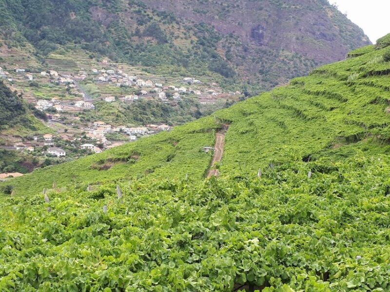 Madeira: Cabo Girão, Wine Tasting, & Serra d'Água Jeep Tour - A Closer Look at the Experience