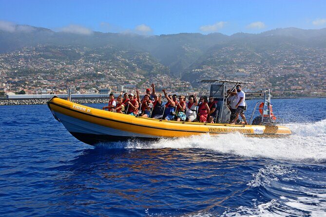 Madeira Dolphin & Whale Watching Tour - An Overview of the Madeira Dolphin & Whale Watching Experience