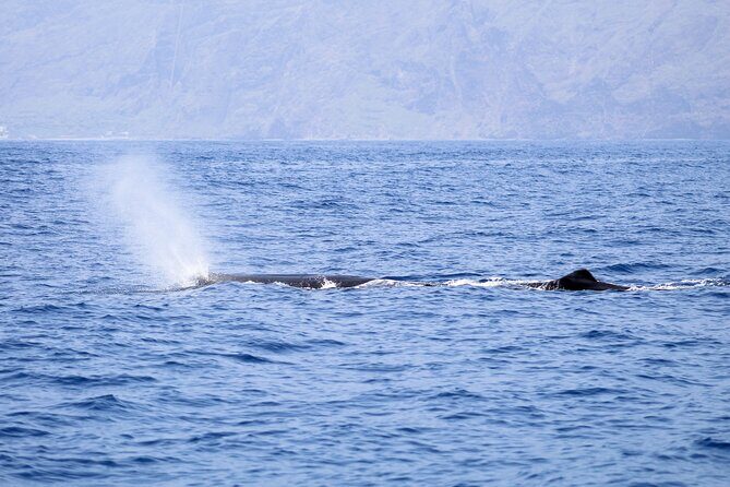 Madeira Dolphin & Whale Watching Tour - The Sum Up