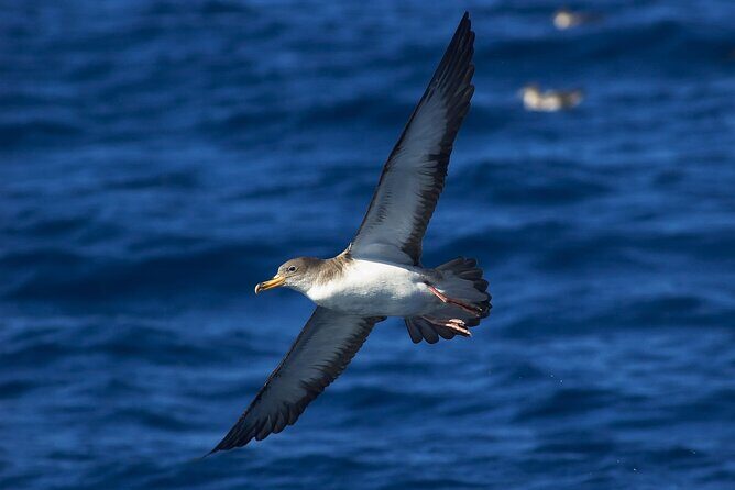 Madeira Dolphin & Whale Watching Tour - FAQ