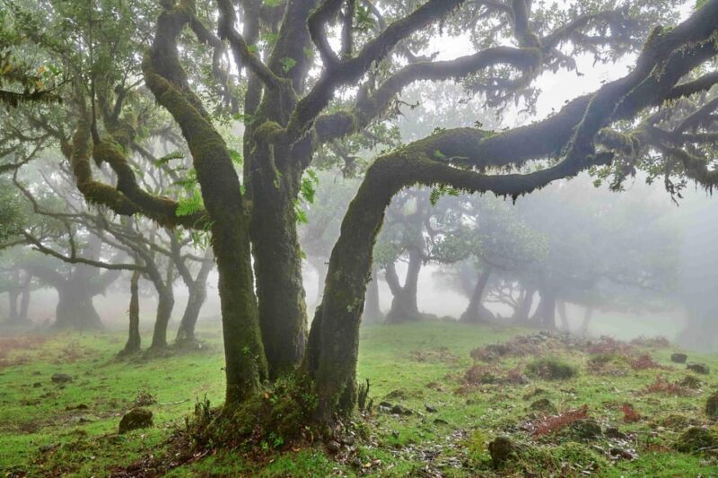 Madeira: Fanal Forest and Cabo Girão for Cruise Ship - Exploring Madeira’s Natural Wonders: A Detailed Look