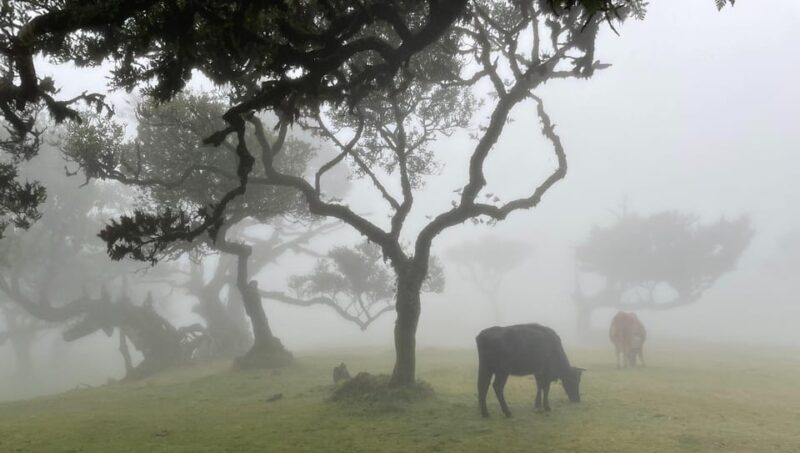 Madeira: Fanal Forest and Cabo Girão for Cruise Ship - Who Should Join This Tour?
